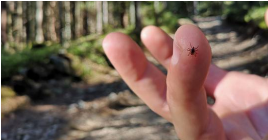 Ticks: The Unwelcome Guests You Don’t Want to Host