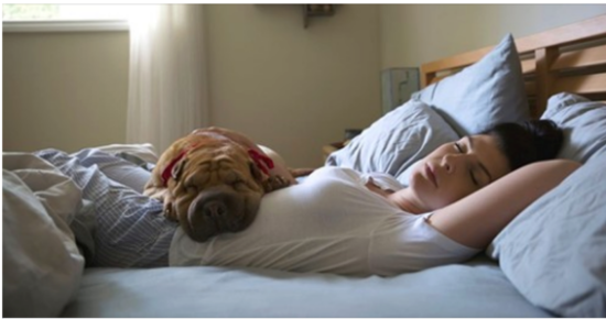 Women Sleep Better Next to Dogs Than Humans or Cats, Study Finds