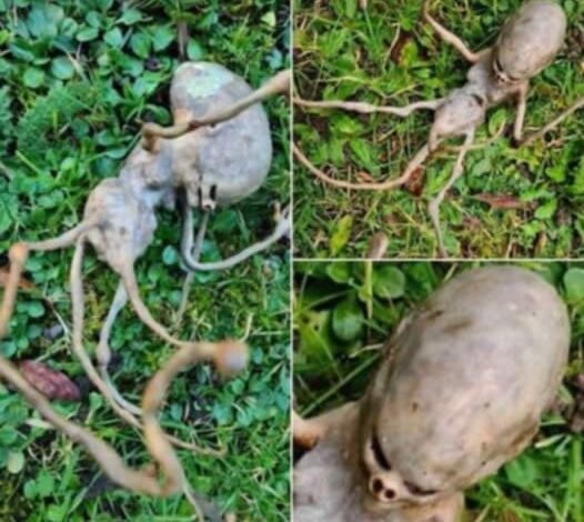 Neighbor Finds Strange ‘Alien’ In Their Backyard That Has The Internet Shocked