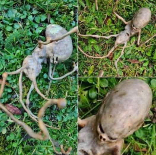 Neighbor Finds Strange ‘Alien’ In Their Backyard That Has The Internet Shocked