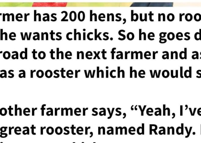 Farmer gets a new rooster, and the rooster is more than he bargained for