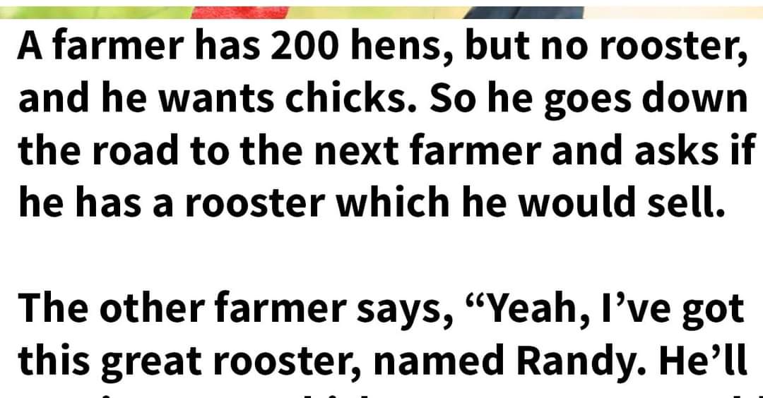 Farmer gets a new rooster, and the rooster is more than he bargained for