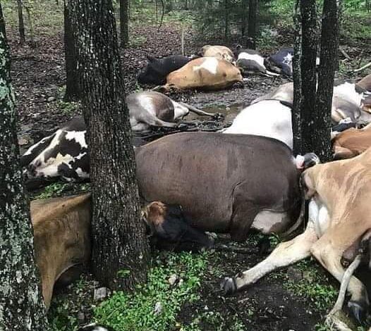 Farmer Finds Pasture Empty, Sees All 32 Dead Cows In One Big Pile – Life Stories