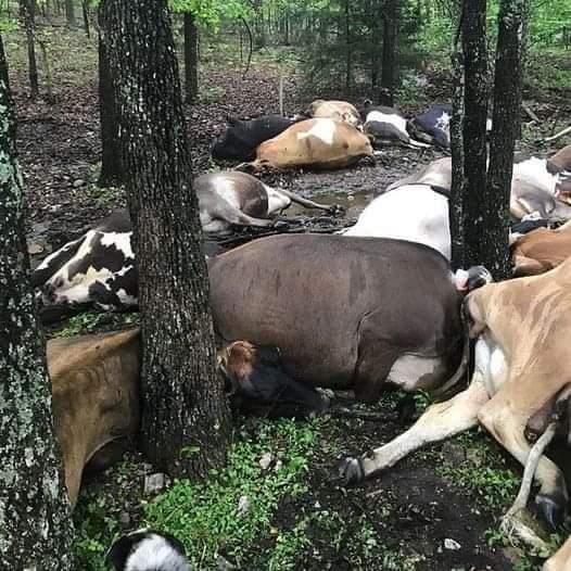 Farmer Finds Pasture Empty, Sees All 32 Dead Cows In One Big Pile – Life Stories