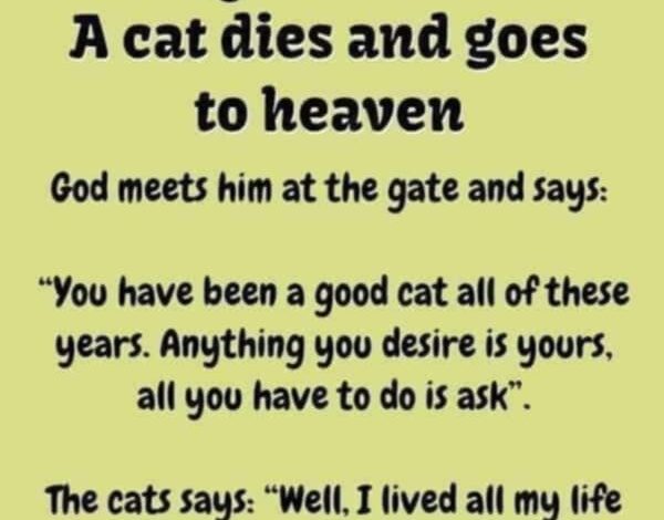 A cat dies and goes to heaven