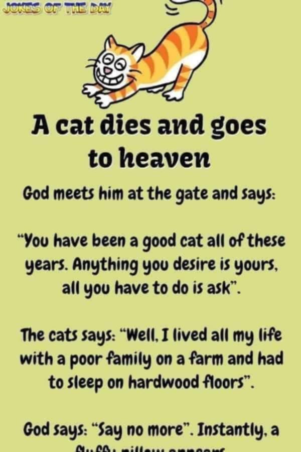 A cat dies and goes to heaven