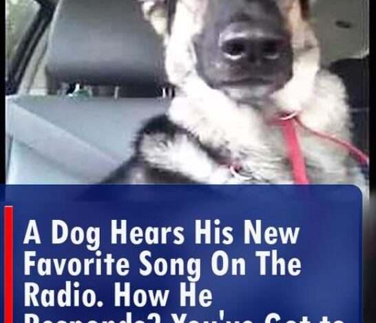 (VIDEO) A Dog Hears His New Favorite Song on The Radio. How He Responds? You’ve Got to See This