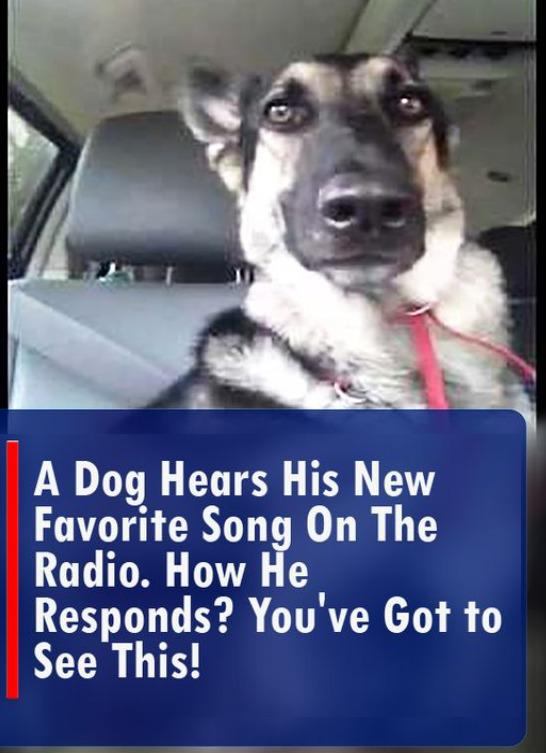 (VIDEO) A Dog Hears His New Favorite Song on The Radio. How He Responds? You’ve Got to See This